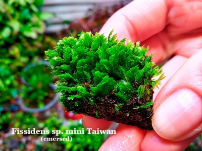 Fissidens sp. mini Taiwan Fissidens sp. mini Taiwan