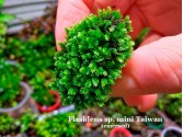 Fissidens sp. mini Taiwan Fissidens sp. mini Taiwan