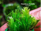 Fissidens Nobilis - Doormat moss
