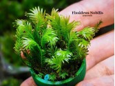 Fissidens Nobilis - Doormat moss