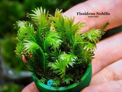 Fissidens Nobilis - Doormat moss