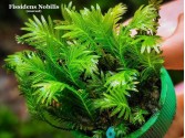 Fissidens Nobilis - Doormat moss