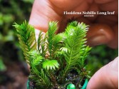 Fissidens Nobilis Long leaf