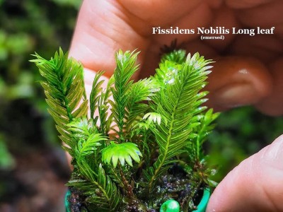 Fissidens Nobilis Long leaf