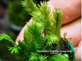 Fissidens Nobilis Long leaf