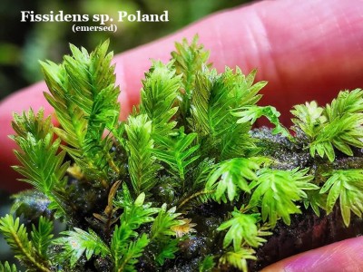 Fissidens sp. Poland Fissidens sp. Poland