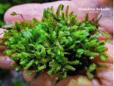 Fissidens Sekadu