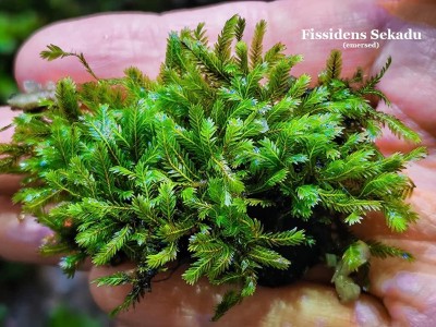 Fissidens Sekadu