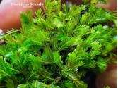Fissidens Sekadu