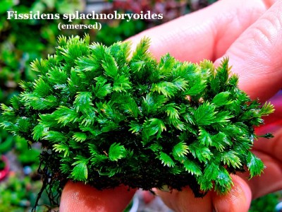 Fissidens splachnobryoides
