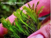 Fissidens sp. Sulawesi Fissidens sp. Sulawesi