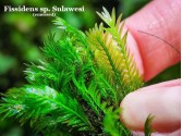 Fissidens sp. Sulawesi