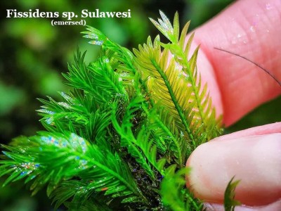 Fissidens sp. Sulawesi Fissidens sp. Sulawesi