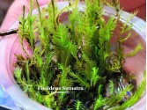 Fissidens Sumatra
