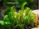 Fissidens Sumatra