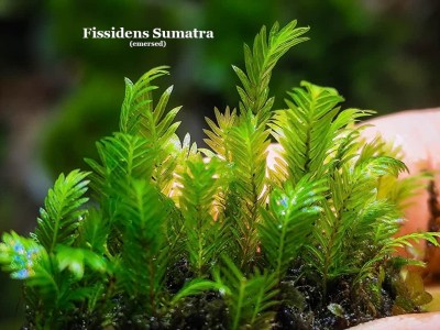 Fissidens Sumatra