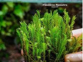 Fissidens Sumatra Fissidens Sumatra
