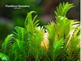 Fissidens Sumatra Fissidens Sumatra