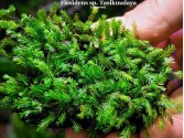 Fissidens sp. Tasikmalaya