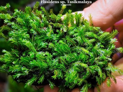 Fissidens sp. Tasikmalaya