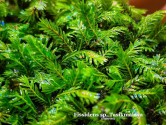 Fissidens sp. Tasikmalaya