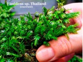 Fissidens sp. Thailand