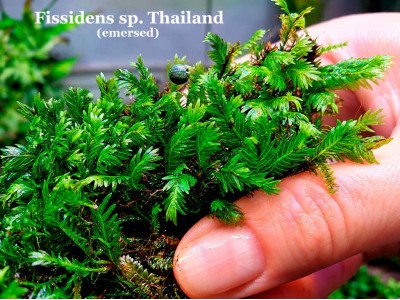 Fissidens sp. Thailand Fissidens sp. Thailand