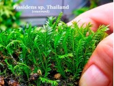 Fissidens sp. Thailand