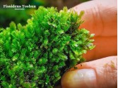Fissidens Toshua