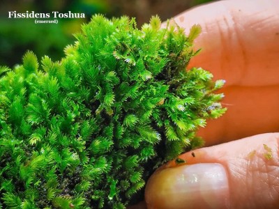 Fissidens Toshua