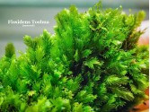 Fissidens Toshua Fissidens Toshua