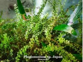 Plagiomnium sp. Japan Plagiomnium sp. Japan
