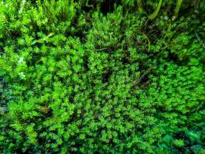 Мох Міліметр (Barbula sp. millimeter moss)