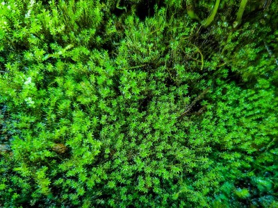 Мох Миллиметр (Barbula sp. millimeter moss)