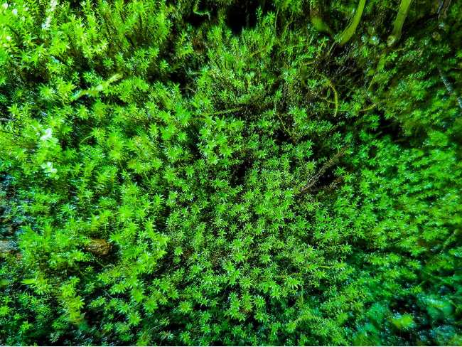 Мох Міліметр (Barbula sp. millimeter moss)