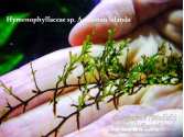 Папороть Hymenophyllaceae sp. Andaman Islands