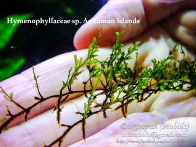 Папоротник Hymenophyllaceae sp. Andaman Islands