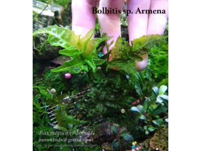 Папоротник Bolbitis sp. Armenа aka Hymenophyllaceae sp. Armena Папоротник Bolbitis sp. Armenа aka Hymenophyllaceae sp. Armena