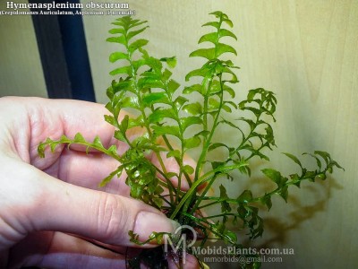 Папоротник Hymenasplenium obscurum (Crepidomanes Auriculatum, Asplenium cf. normale) Папоротник Hymenasplenium obscurum (Crepidomanes Auriculatum, Asplenium cf. normale)