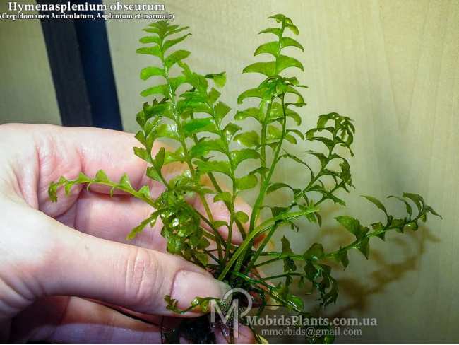 Папороть Hymenasplenium obscurum (Crepidomanes Auriculatum, Asplenium cf. normale)