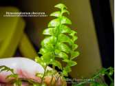 Папороть Hymenasplenium obscurum (Crepidomanes Auriculatum, Asplenium cf. normale)