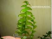 Папороть Hymenasplenium obscurum (Crepidomanes Auriculatum, Asplenium cf. normale)