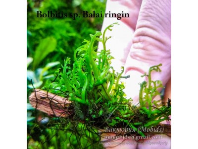 Папоротник Bolbitis sp. Balai ringin Папоротник Bolbitis sp. Balai ringin