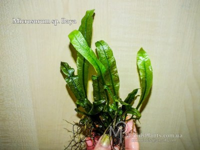 Папоротник Microsorum sp. Baya