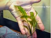 Папороть Microsorum sp. Baya