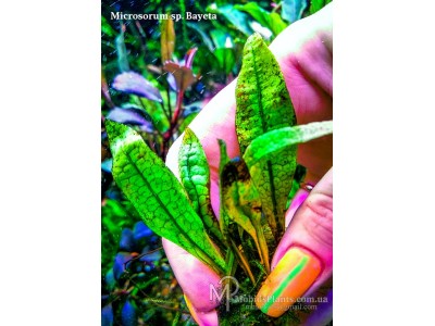 Папоротник Microsorum sp. Bayeta