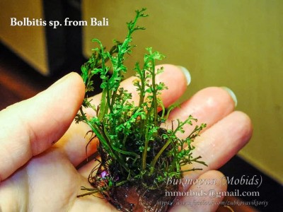 Папоротник Bolbitis sp. from Bali