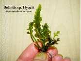 Папороть Bolbitis sp. Hyacii aka Hymenophyllaceae sp. Hyacii