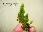 Папороть Bolbitis sp. Hyacii aka Hymenophyllaceae sp. Hyacii