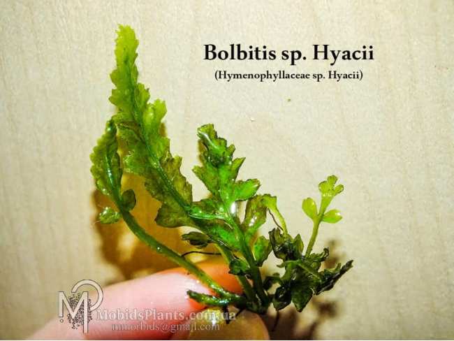 Папороть Bolbitis sp. Hyacii aka Hymenophyllaceae sp. Hyacii